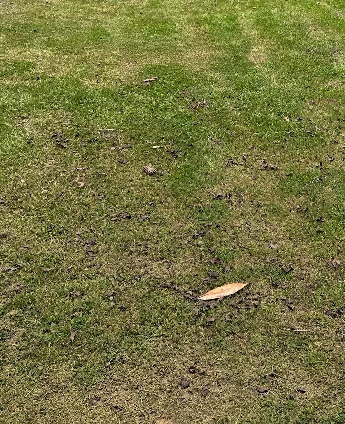 Backyard Debris Cleanup after
